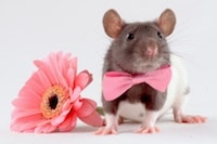 mouse wearing pink bow tie standing next to pink flower
