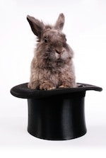 Rabbit coming out of a magician hat