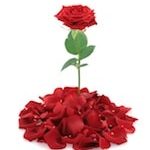 Single rose in a pile of rose petals against white background