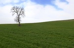 Field of grass landscape with a single bare tree and cloudy skies
