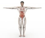 human anatomy figure