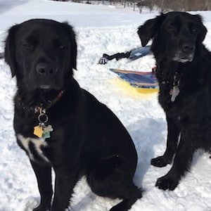 two dogs in snow