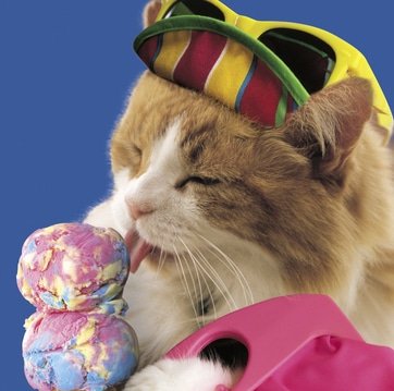 Cute cat wearing a hat and sunglasses licking a delicious ice-cream cone