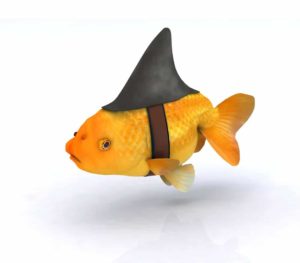 Goldfish wearing a fake shark fin