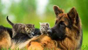 german shepherd with two cats
