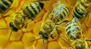 A detailed macro shot of several honeybees crawling over a golden, translucent honeycomb.
